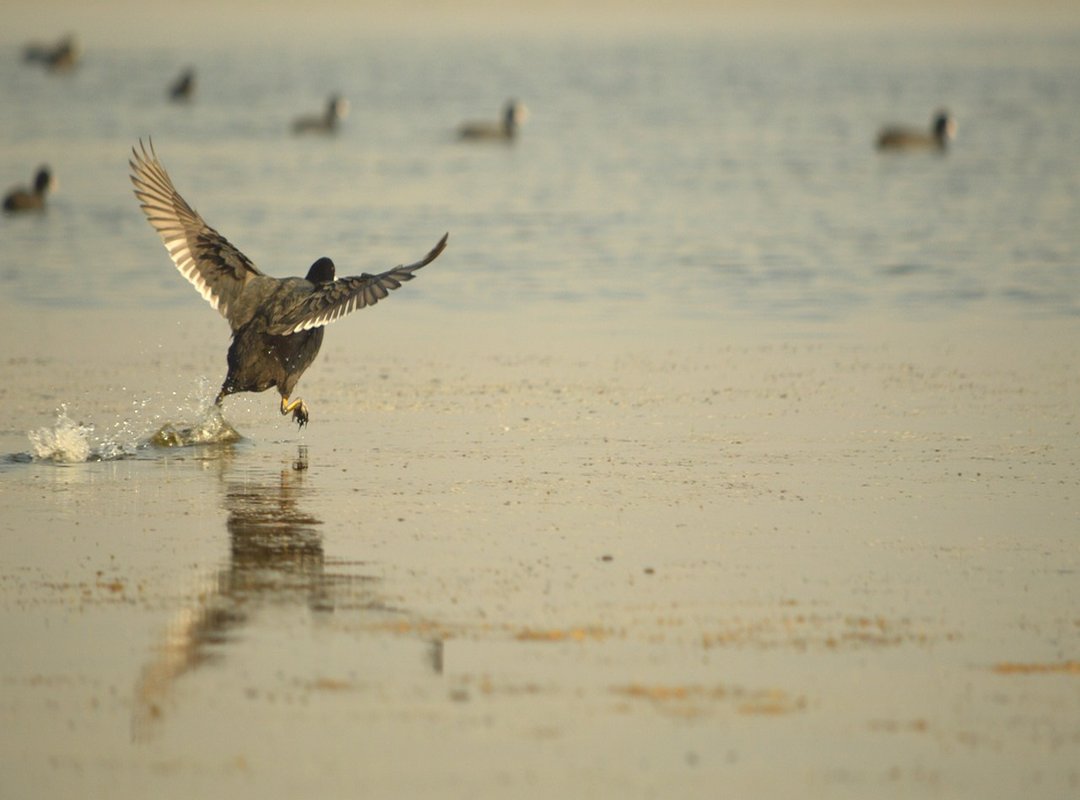 Debunking Common Myths About Leeches and Their Teeth