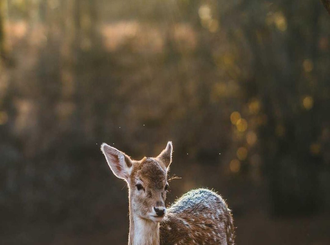 The Reality of the Needle: Pain, Placement, and What to Expect